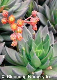 Echeveria 'Black Knight'